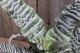 Криптантус поперечно-смугастий Cryptanthus zonatus - зображення 4