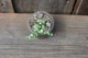 Крестовник роули вариегатный Senecio rowleyanus Variegata - изображение 2