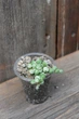 Крестовник роули вариегатный Senecio rowleyanus Variegata - изображение 3