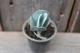Каланхоэ мраморное Kalanchoe marmorata - изображение 2