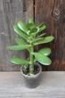 Толстянка яйцевидная Crassula ovata Денежное дерево - изображение 2