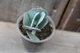 Каланхоэ мраморное Kalanchoe marmorata - изображение 3