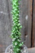 Аустроцилиндропунция шиловидная Austrocylindropuntia subulata - изображение 2