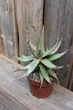 Алоэ меланоканта Aloe melanacantha - изображение 3