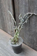 Крестовник укореняющийся Senecio radicans - изображение 2