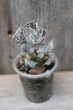 Каланхоэ ромболистное Kalanchoe Rhombopilosa - изображение 1
