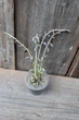 Крестовник укореняющийся Senecio radicans - изображение 3