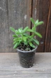 Делосперма шиповатая Delosperma echinatum - изображение 1