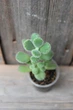Котиледон войлочный Cotyledon tomentosa - изображение 3