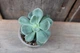 Эхеверия пульвината Echeveria pulvinata - изображение 3