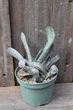 Гастерия двурядная Серый призрак Gasteria disticha Grey Ghost - изображение 1