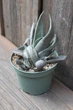 Гастерия двурядная Серый призрак Gasteria disticha Grey Ghost - изображение 2