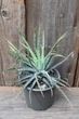 Алое Хумилис приземистое Aloe humilis - изображение 1