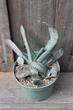 Гастерия двурядная Серый призрак Gasteria disticha Grey Ghost - изображение 4