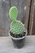 Опунция мелковолосистая Opuntia microdasys - изображение 1