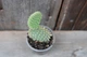 Опунция мелковолосистая Opuntia microdasys - изображение 2