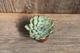Эхеверия Пулидонис Echeveria Pulidonis - изображение 1