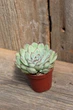Эхеверия Пулидонис Echeveria Pulidonis - изображение 2
