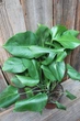 Монстера Борзіга Monstera deliciosa borsigiana - зображення 2