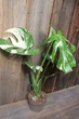Монстера Тайське сузір'я Monstera Deliciosa Thai Constellation - зображення 5