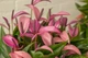 Рослина жива Антуріум Зізу (Anthurium Zizou) в 9 см горщику, 20-30см висотою, з квітами. - зображення 2