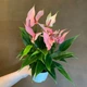 Растение Антуриум Лилли (Anthurium Lilli) в горшке 10 см, высотой 25-35 см, с цветками. - изображение 3