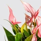 Растение Антуриум Лилли (Anthurium Lilli) в горшке 10 см, высотой 25-35 см, с цветками. - изображение 4