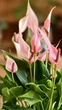 Растение Антуриум Лилли (Anthurium Lilli) в горшке 10 см, высотой 25-35 см, с цветками. - изображение 5