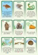 Настольная игра Еволюція (українське видання) - изображение 4