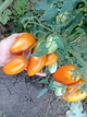 Насіння томатів Лисичка (25шт) - изображение 5