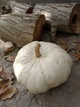 Насіння гарбуза “Flat White Boer Pumkin” /“Плоский Білий Бур”(10 шт) - изображение 4