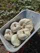 Насіння гарбуза “Flat White Boer Pumkin” /“Плоский Білий Бур”(10 шт) - изображение 5