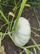 Насіння гарбуза “Flat White Boer Pumkin” /“Плоский Білий Бур”(10 шт) - изображение 6