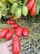 Семена томатов Сан Марцано (25 шт) - изображение 2