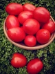 Насіння томатів Ріо Фуеро (25 шт) - изображение 6