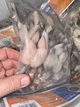 Жаб'ячі лапки 1упаковка - зображення 1
