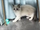 Набор Интерактивных Игрушек для котов Smart Cat Toy 2 в 1 Умный Мячик и Машинка на управлении (01699) - изображение 8