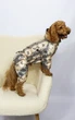 Дощовик з фіксаторами butterflies Dogs Bomba M-133/9 - зображення 1