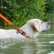 Ошейник для собак WAUDOG Waterproof с QR паспортом, водостойкий, пластиковая пряжка-фастекс с замком 25-35 см 15 мм Оранжевый (27394) - изображение 6