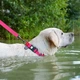 Нашийник для собак WAUDOG Waterproof з QR паспортом, водостійкий, пластикова пряжка-фастекс із замком 25-35 см 15 мм Рожевий (27397) - зображення 2