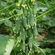 Насіння огірка Капрікорн F1 (Kaprikorn F1 Yuksel Seeds ( власне фасування) 10 шт/уп - изображение 1