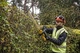 Кущоріз акумуляторний DeWALT, 18 В, 5 Ач, довжина ножа 55 см, діаметр гілок 25 мм, 1 акумулятор і зарядний пристрій, вана 2.9 кг - изображение 6