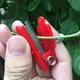 Секатор пальчиковый нож (мини) для сбора овощей и ягод, пасынкования и формирование растений 1 шт. Красный - изображение 4