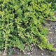 Ялівець горизонтальний Айс Блю (Juniperus horizontalis Ice Blue) Р9 - зображення 1