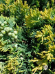 Ялівець горизонтальний Айс Блю (Juniperus horizontalis Ice Blue) Р9 - зображення 4