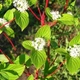 Саженцы Дерен в контейнере 0,5 л (Cornus alba) - изображение 2
