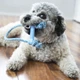 Іграшки KONG Puppy Goodie Bone with Rope Кістка з мотузкою для цуценят мініатюрних порід XS (31474) - зображення 3