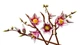 Конструктор Lego Botanicals Ветви магнолии 11510 - изображение 4