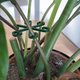 Органайзер Фиксатор для растений “Plant Clip Star” – удобная опора для стеблей и побегов - изображение 10