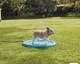 Игровой водный коврик для собак Zoofari Dog Splash Pad, 100 см - изображение 4